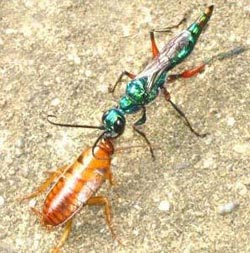 zumrut sinegi paraziti-38b.jpg